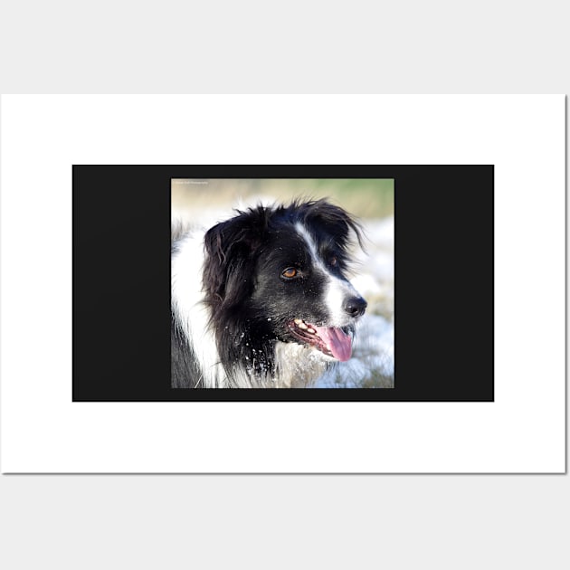 Border Collie dog in the snow Wall Art by Simon-dell